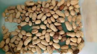 Peanut in shell Color Sorter