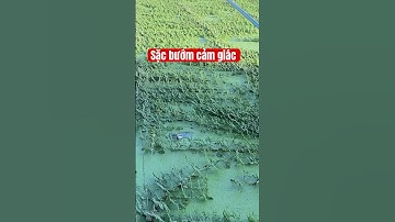 Sặc bướm cảm giác #cauca #caucasac #fish #fishing