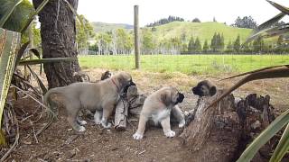 Anatolian Shepherd Puppies
