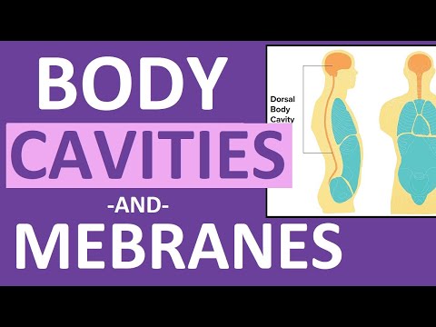 Body Cavities and Membranes (Dorsal, Ventral)- Anatomy and Physiology