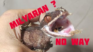 GA PERLU MILYARAN UNTUK BELI TOKEK RAKSASA INI || Cyrtodactylus Irianjayaensis