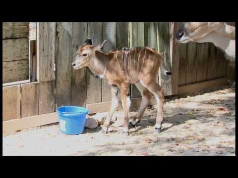 The Houston Zoo welcomes the arrival of a baby giant eland on October 11.