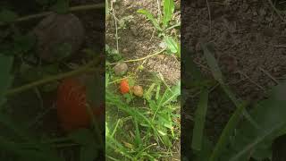 урожай садовой клубники 2023/garden strawberry harvest 2023 #nature #strawberry #shorts #sweet