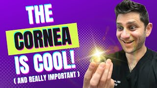 Why the human cornea is so fascinating