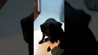 Videos del Año 2017 Onix, hermoso Labrador Retriever poniéndome atención 🤩🐶🐕‍🦺🐾🐾❤️