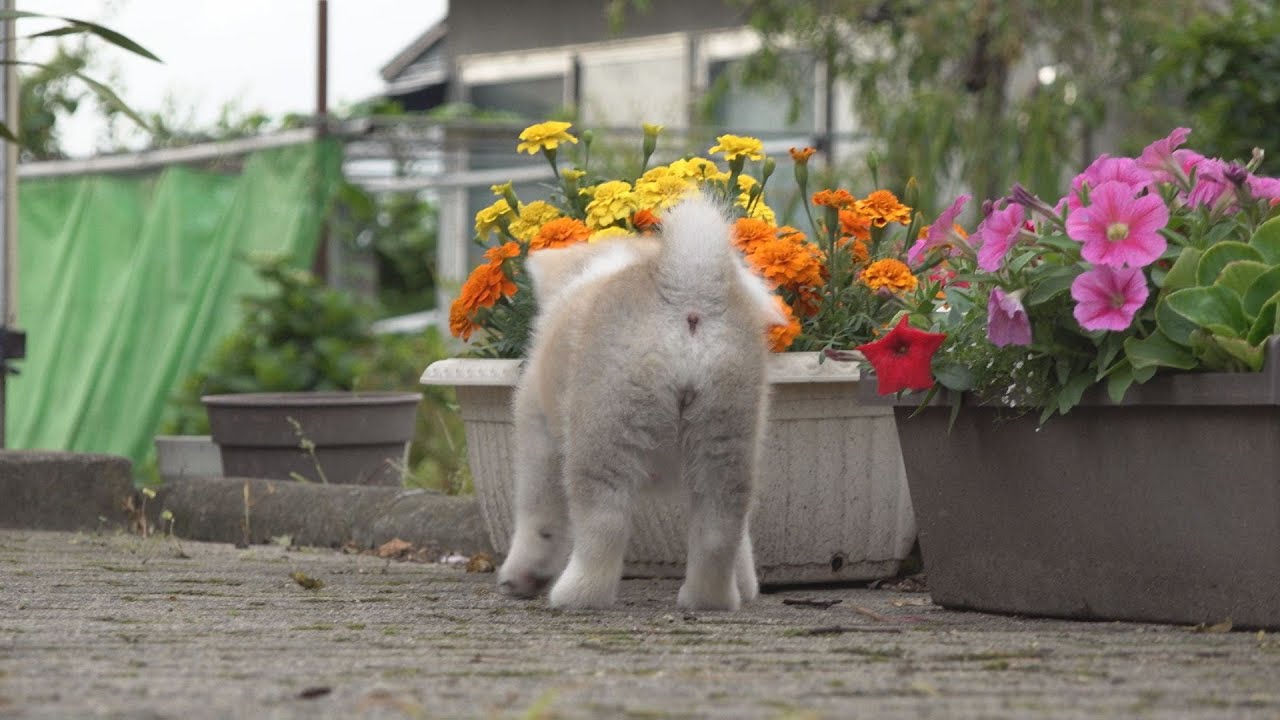じいちゃんの秋田犬【子育て編】＃8　子犬たちの成長に、目を細める日々