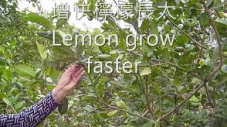 New香水檸檬0002.wmv