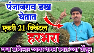 प्रति एकरी २१ क्विंटल हरभरा | हरभरा लागवड माहिती #harbhara_lagwad | #हरभरा_बाजार_भाव #पंजाब_डख