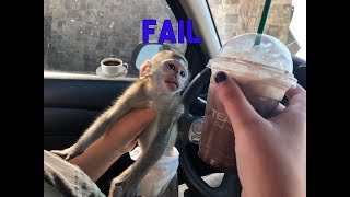 Baby monkey | Max goes to Starbucks