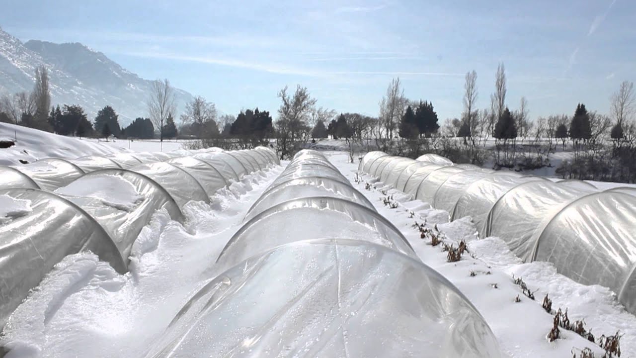 Growing Vegetables In The Winter Utah S Community Supported Growing Vegetables In The Winter Utah S Community Supported Agriculture