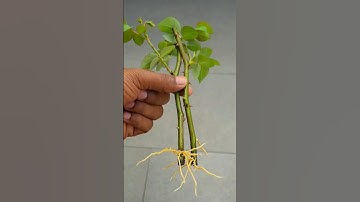 this is easy way to grow roses 🌹