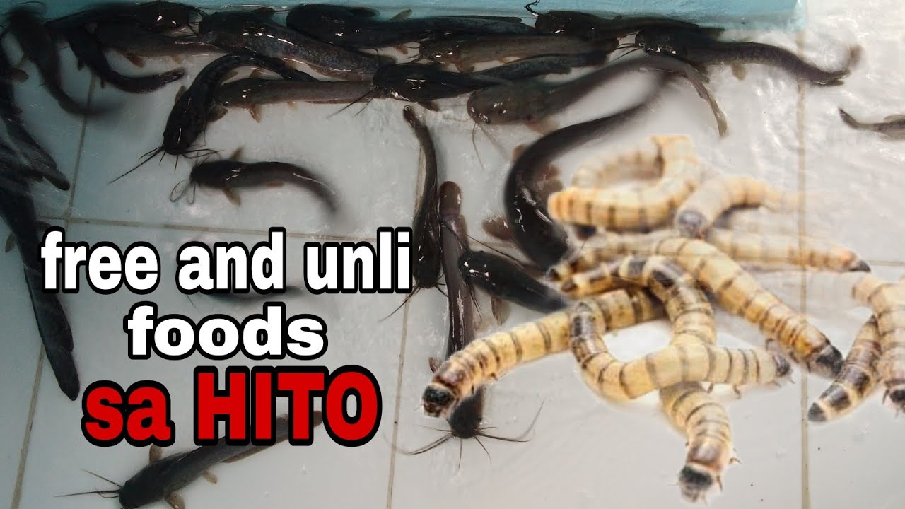 HITO AT SUPERWORMS (CULTURING AND BREEDING SUPERWORMS)