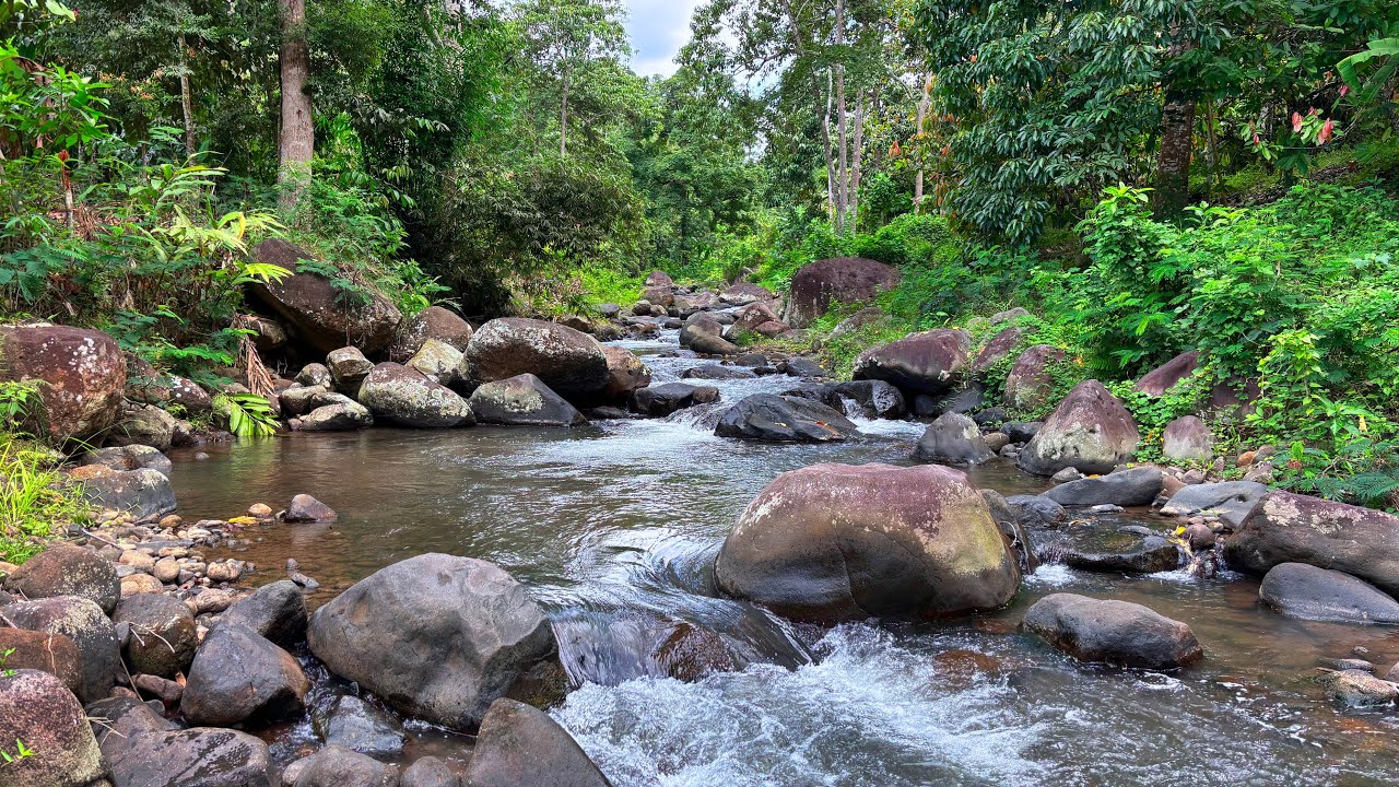 Deepest Healing Sleep in Minutes with Peaceful Flowing Water Sounds Between Rocks & Lush Trees