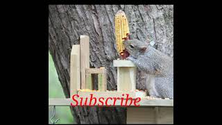 Squirrel Eating corn ¦¦ Mouse eating corn #shorts #corn #petsandanimals Squirrel Is Eating Squirrels Reactions To Corn