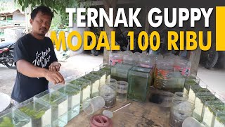 BUDIDAYA IKAN GUPPY AGAR CEPAT BERANAK DAN MENHASILKAN OMSET JUTAAN RUPIAH! (GUPPY FISH CULTIVATION)