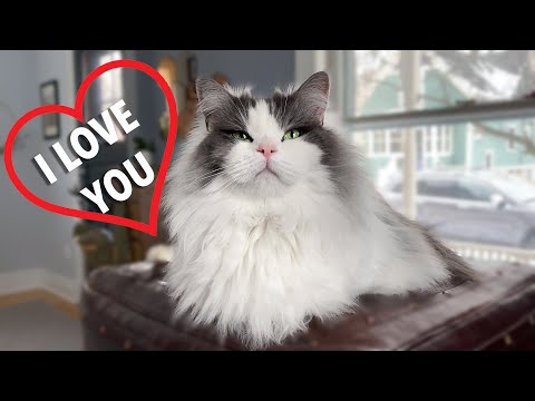 how-do-cats-say-"i-love-you"?