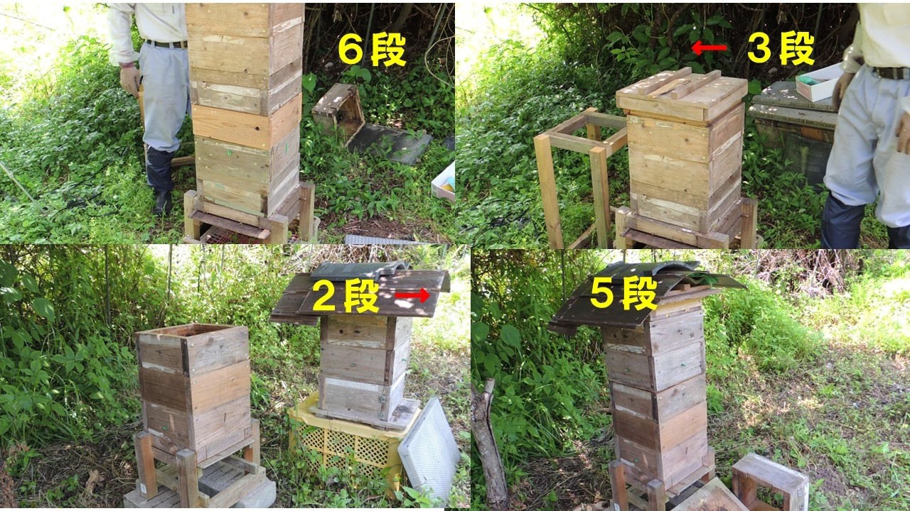 日本蜜蜂継箱 今春入居2群に重箱を継ぎ足しました - YouTube