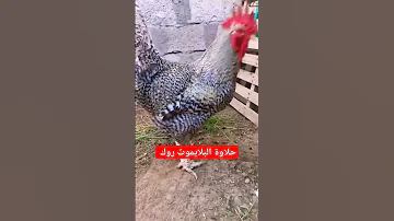 كتاكيت بلدي جميزه والديك أمريكي Fashion Shortsvideo 
