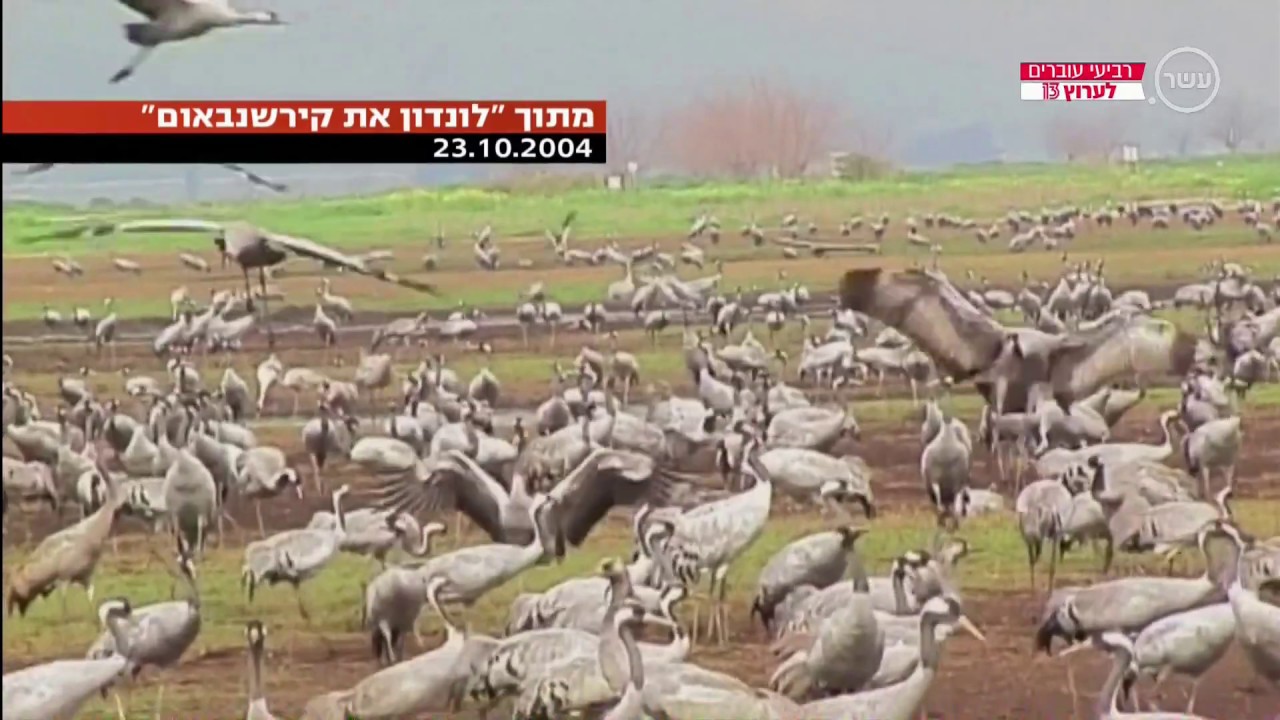 לונדון את קירשבנאום הרגעים הגדולים (העגורים)