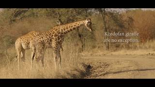 Saving the Critically Endangered Kordofan Giraffe in Chad - Wildlife Short-film: The Last Tenth