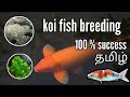 How to breed koi fish | Tamil | Aqua & plant's