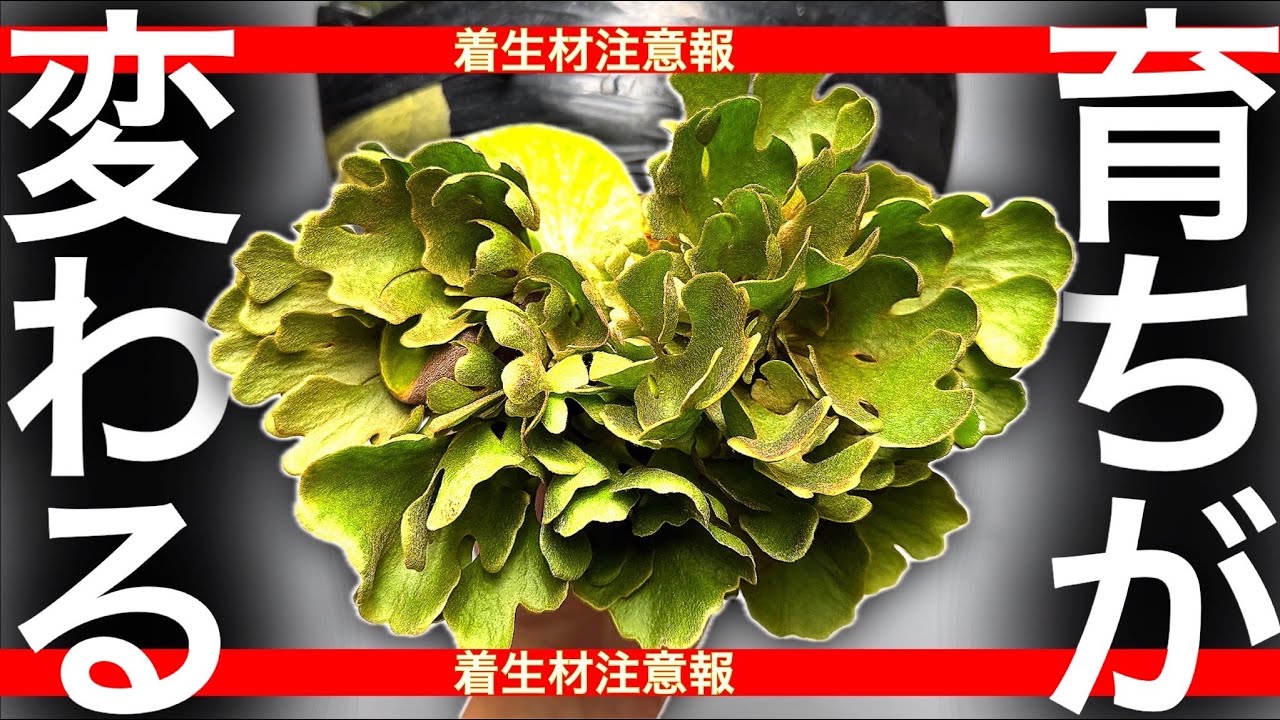 【育ちを殺す板】比較実験で分かった“正解”【ビカクシダ・着生材の真実】