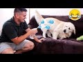 Funny Dog Reaction to Water Sprayer [BEST REACTION EVER]