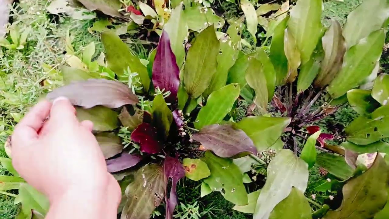 update singkat farm aquascape sebelum ke KALIMANTAN!!