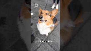 Meet Jake, an 11-year-old Corgi who loves people more than dogs! #corgi #dog