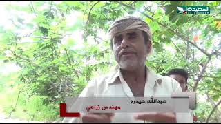 مزارع ينجح في زراعة تفاح جاوا في دلتا أبين .. لأول مرة في اليمن