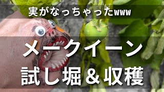 春ジャガイモ試し掘り&収穫 メークイーン 21/5/11 #027 #家庭菜園 #野菜栽培 #ガーデニング #収穫