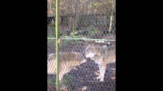 Celebrity Wolf behavior: Dominance & Submission Net Worth