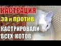 #35 Как и зачем мы кастрировали всех котов? Зачем кастрировать кота: Опасные вирусы кошек