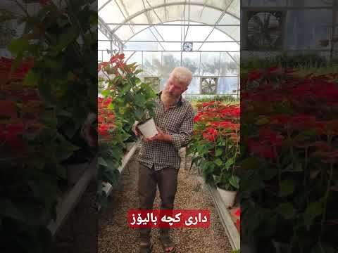 داری کچە بالیۆز معلومات عن شجرة بنتلي قوسل Information On The Tree Of Ambassador Daughter