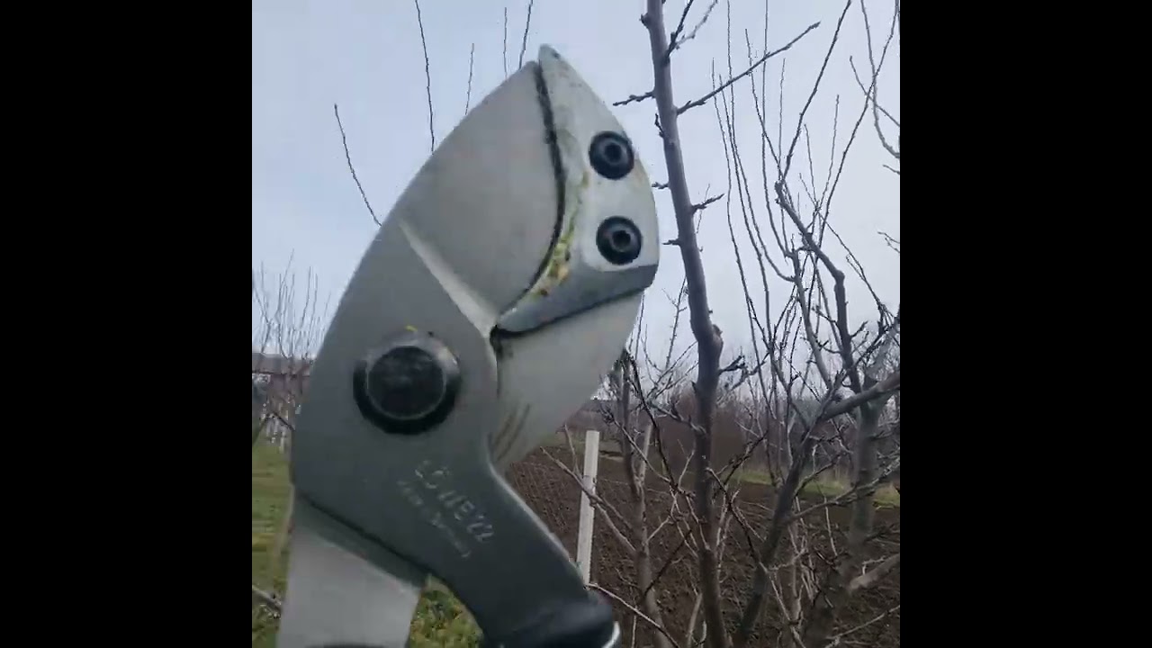 Kako orezati šljivu na rod? #agriculture #garden #pruning #agro #nature