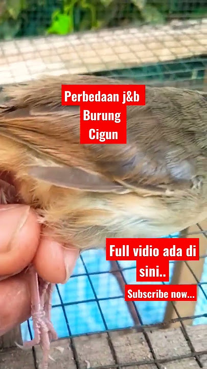 ciri fisik jantan & betina burung Cigun #kicaumania #youtubeshorts