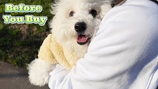 Bichon Frise Purchase Cost: Why They’re Pricey Pups!