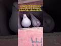 kabutari kab tak Ande degi bhai #pigeonlaver #pigeon #bird #kabootar #kabutar #indianbirds