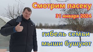 Смотрим пчел 31 января, гибель семьи и мыши в улье.