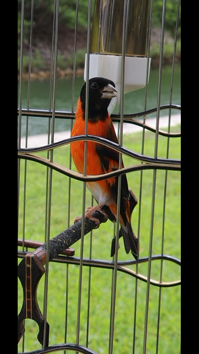 RED SISKIN Gacor | Cardenalito de Venezuela Canto | Pintassilgo cantando CD | Spinus Cucullata Sound