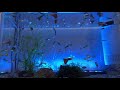 【癒しアクアリウム】ただ熱帯魚を眺めるだけの動画