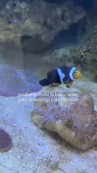 Saat muka sama badan belang #clownfiah #badut #ikan #nemo #hybrid #meme #joke #reef