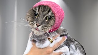 Download Lagu This Cat Deserves an Award for Best Behaviour 🏆 MP3 Download Lagu This Cat Deserves an Award for Best Behaviour 🏆 MP3