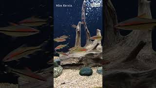 Fish Veraity-5 Miss Kerala