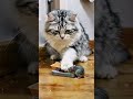#cats #funnycats #cutecat #shorts