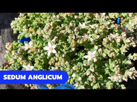 Vídeo: Cuidando das plantas inglesas Stonecrop - Como cultivar Sedum English Stonecrop