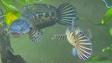 Cá lóc nữ hoàng: nuôi có dễ hay không