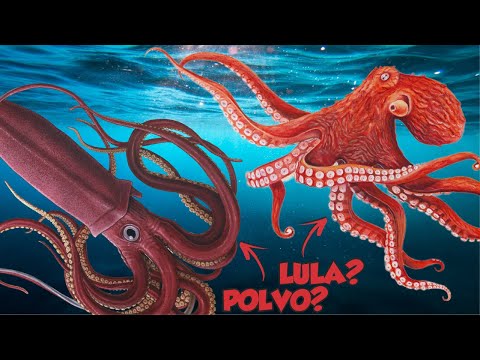 Vídeo: Diferença Entre Polvo E Medusa