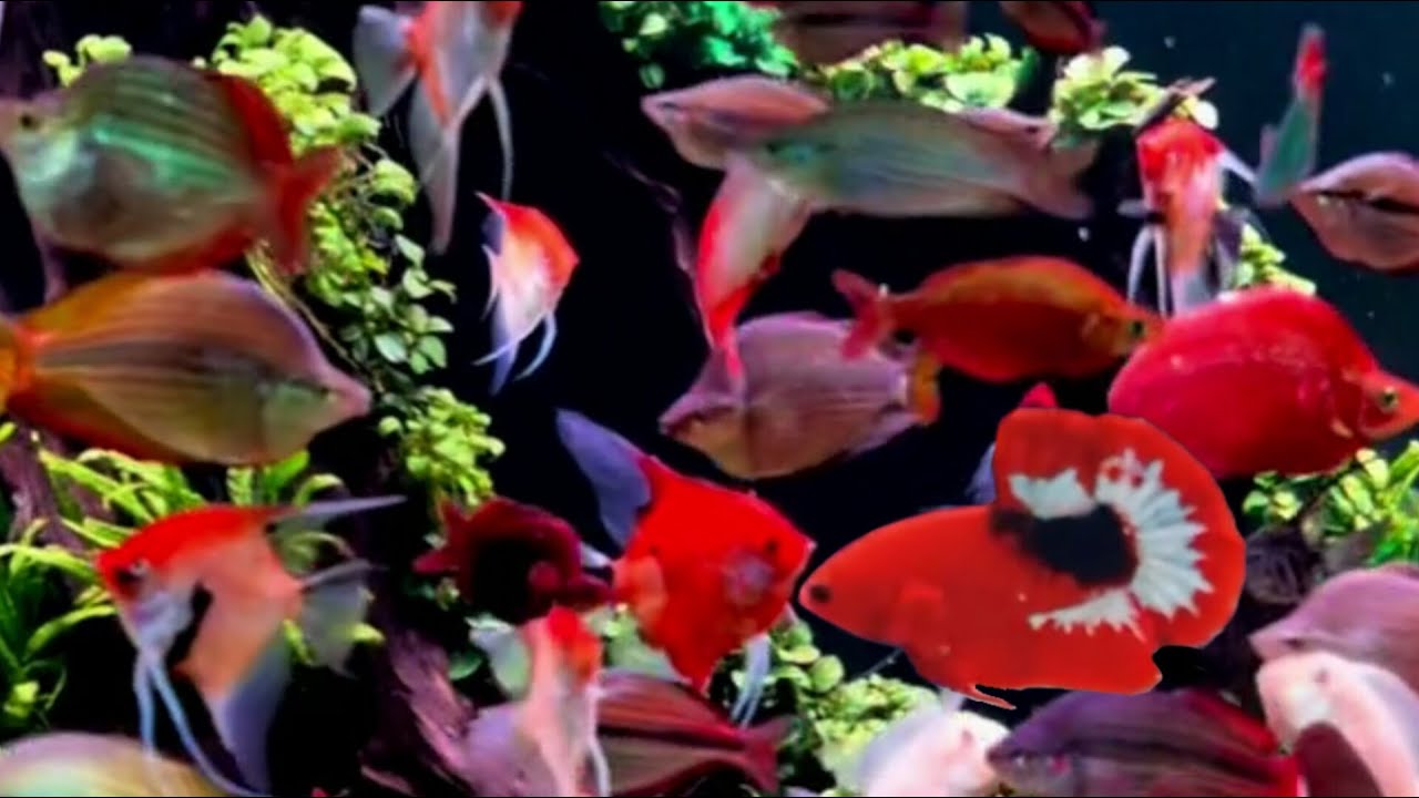 top 10 aquarium fish beautiful colour fish video aquarium fish in the wild betta fish