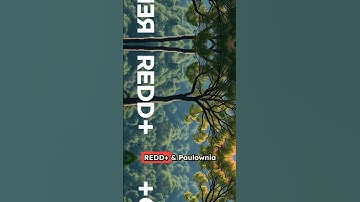 REDD+ and Paulownia Fast Track Forest Recovery #carbon #forest #climate #unitednations #paulownia
